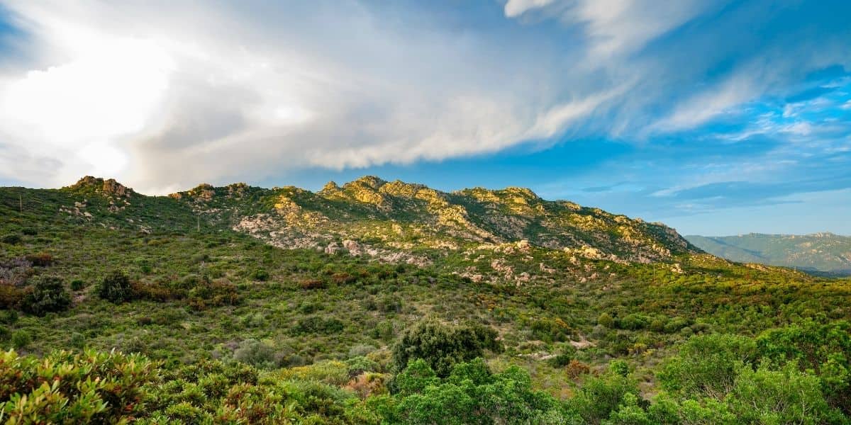 The Is Cannoneris Forest